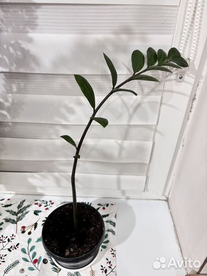 Замиокулькас