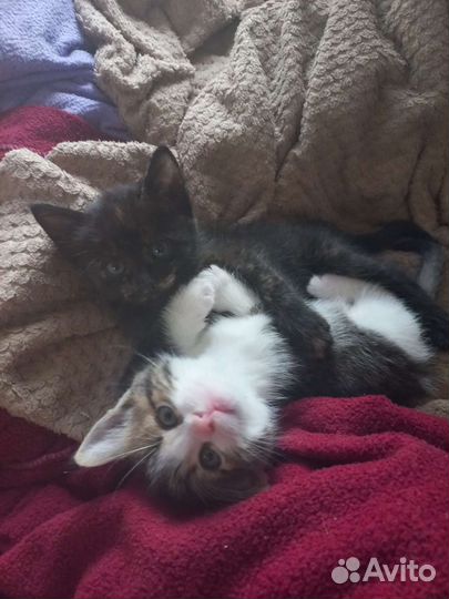 Кошка в дар бесплатно