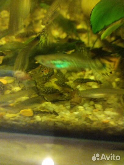 Сомики анциструсы