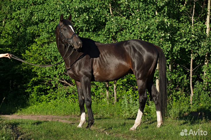 Лошадь в аренду