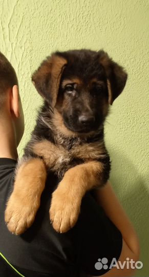 Щенки немецкой овчарки