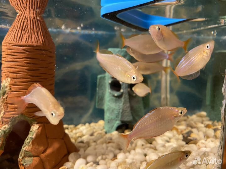 Рыбки Радужница для аквариума