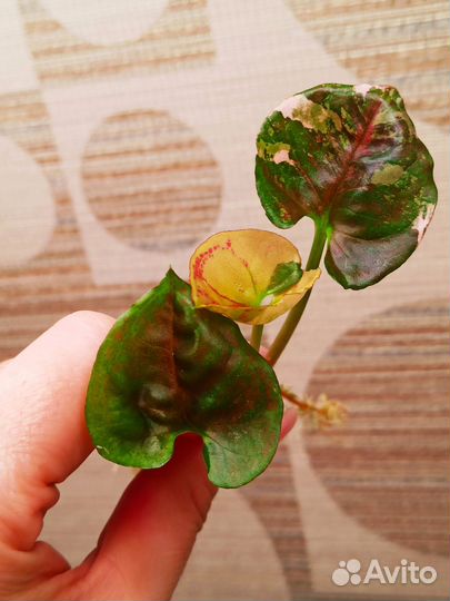 Сингониум Клубничный лед galaxy