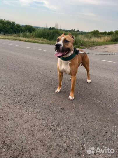 Стаффордширский терьер вязка