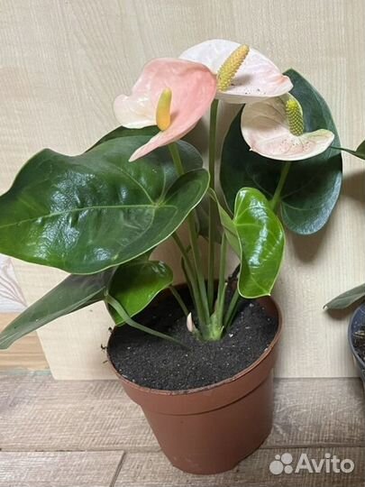 Антуриум Кавалли, рейнбоу,ванилла