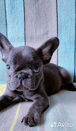 Французский бульдог щенки