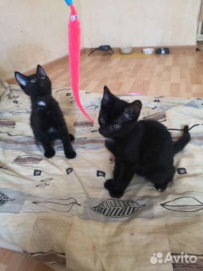 Победитель розового гламура