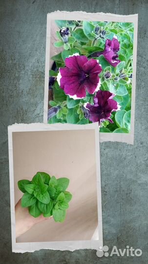 Вегетативная петуния, фуксии, бегонии, гипоэстес