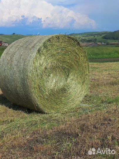 Сено в рулонах