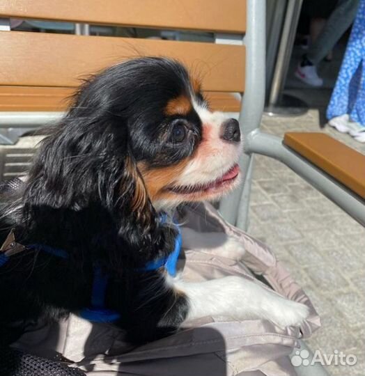 Спаниельки ккчс самые маленькие размером