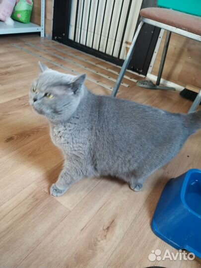 Британский кот в добрые руки