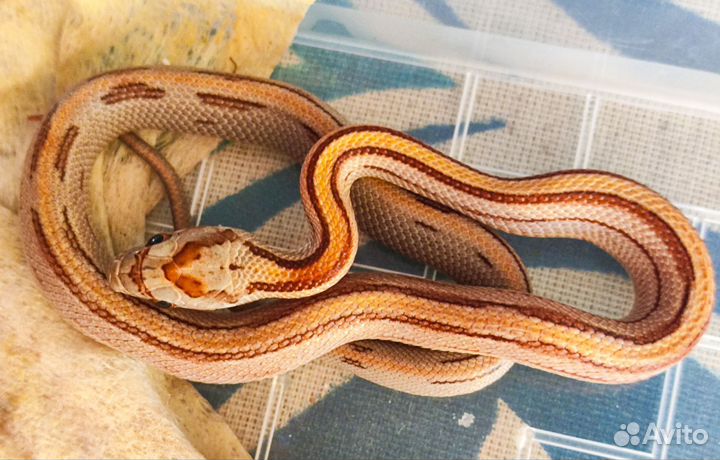 Маис малыши