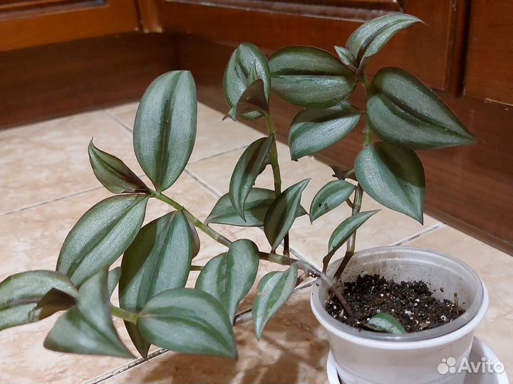 Традесканция