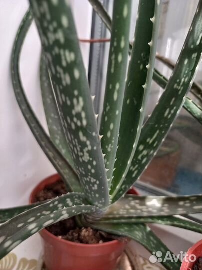 Комнатное растение Алоэ Вера (Алоэ истинное)