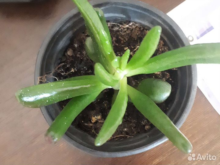 Толстянка-хоббит