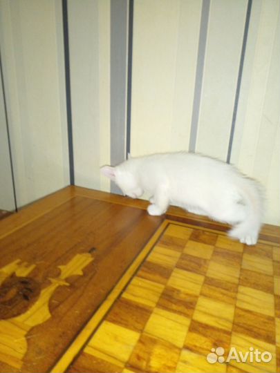 Отдам котенка в добрые руки