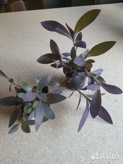 Комнатные растения 1