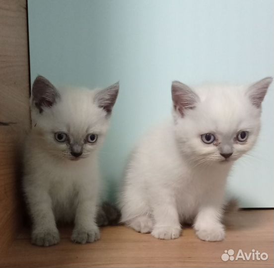 Кошечки