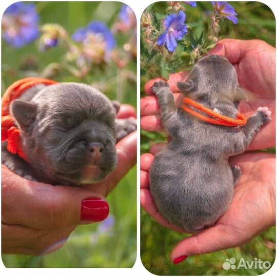 Французский бульдог щенки голубой и мерле