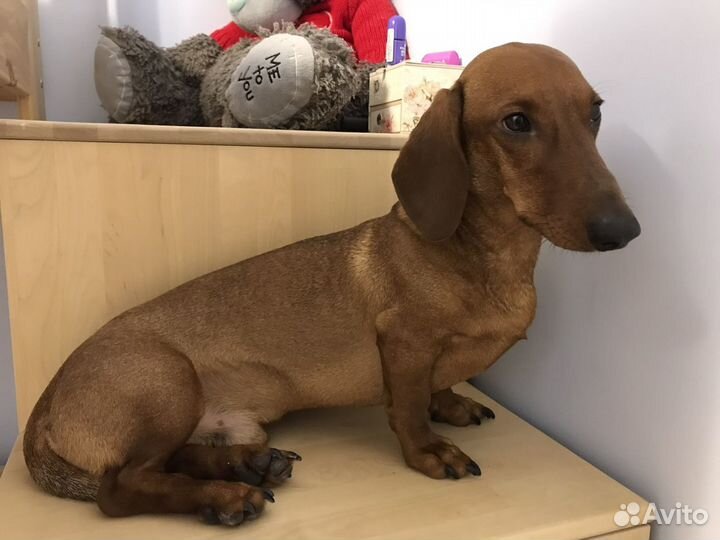 Такса стандартная жених (мальчик) вязка