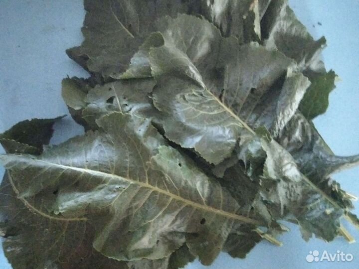 Садовые растения