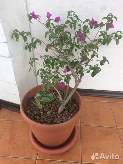 Бугенвиллия New Violete большая