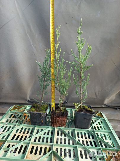 Саженцы можжевельника