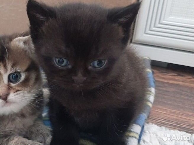 Шотландские котята