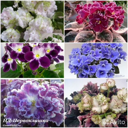 Фиалка листочки