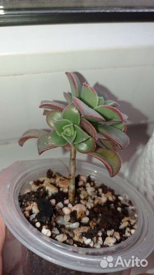 Крассула плауновидная,эониум Киви