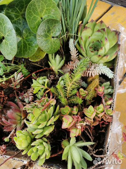 Почвопокровные растения