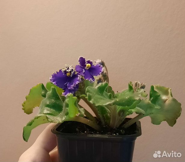 Сортовые фиалки