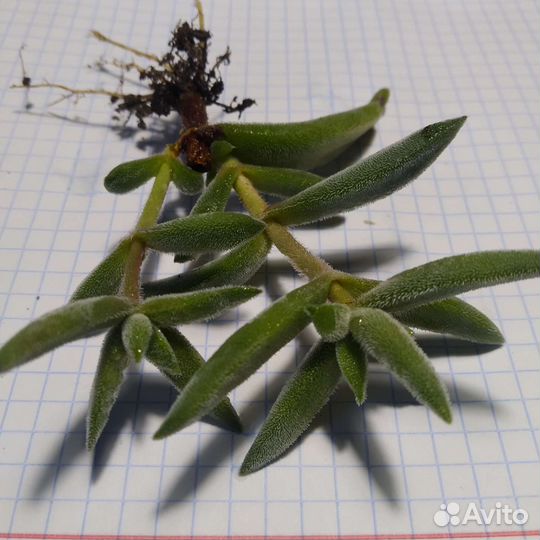 Суккуленты. Крассула