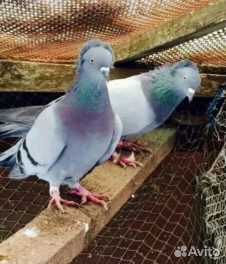Продаю Голубей в г.Армавире