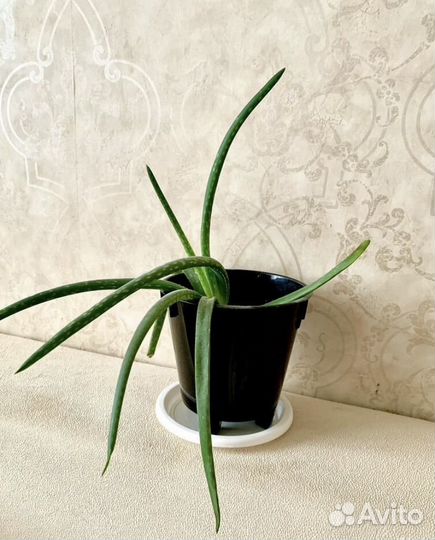 Алоэ лечебный с горшком цветы