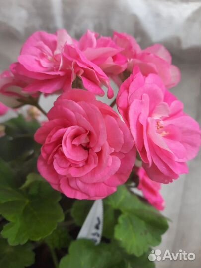 Пеларгония сортовая