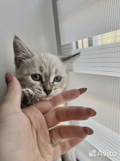 Белый котенок девочка