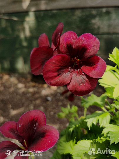 Пеларгония (герань) королевская PAC Aristo Schoko