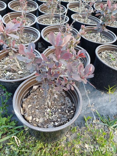 Барбарис Тунберга