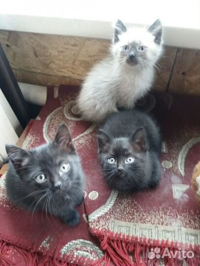 Отдам котят