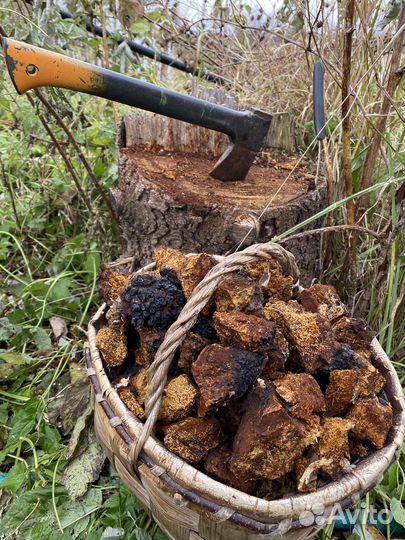 Березовый гриб чага