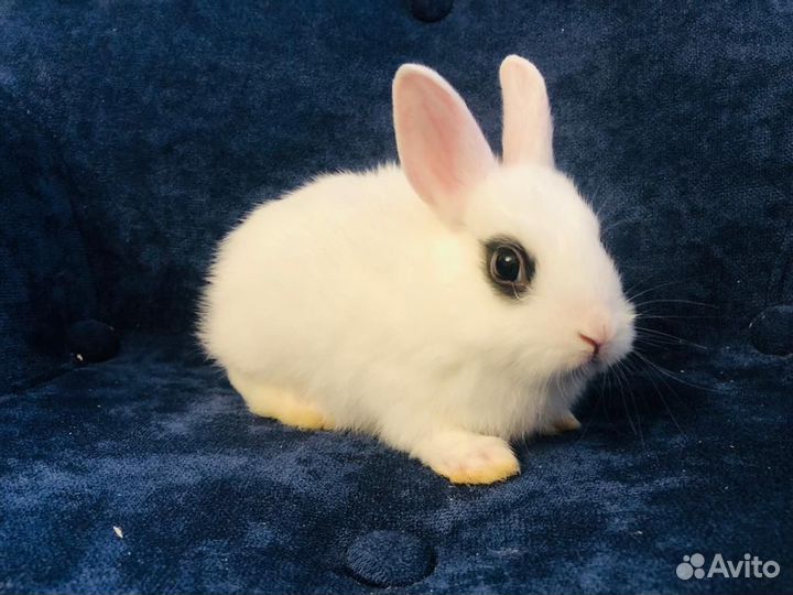 Кролик мини белые карликовые