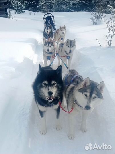 Щенки сибирской хаски
