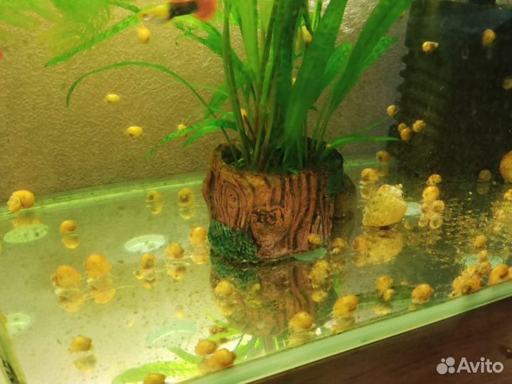 Продам ампулярий