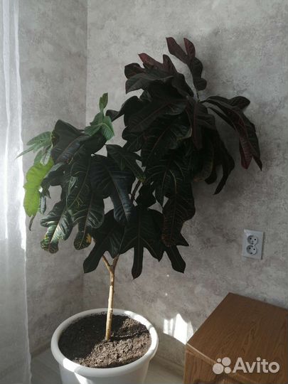 Кодиеум кротон