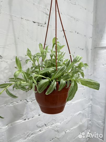 Традесканция Albiflora Ампельная