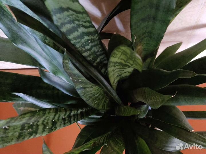 Цветы разные