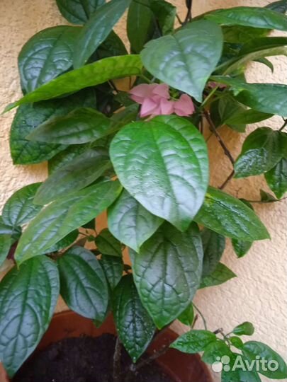 Спатифиллум