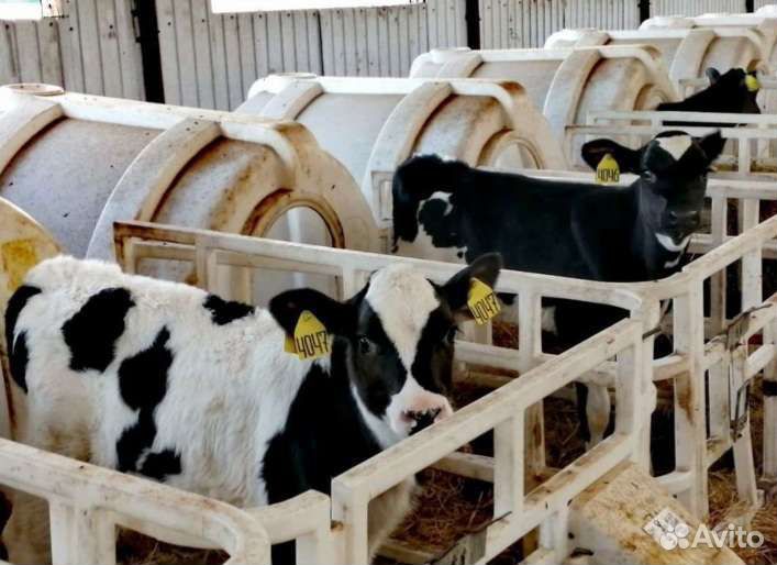 Телята бычки