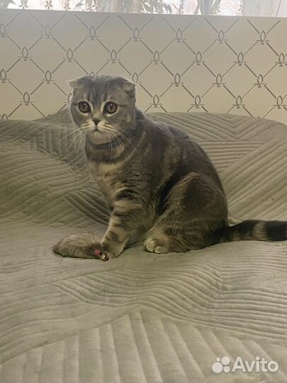 Шотландская